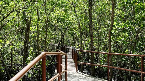 Silonay Mangrove Conservation Eco.